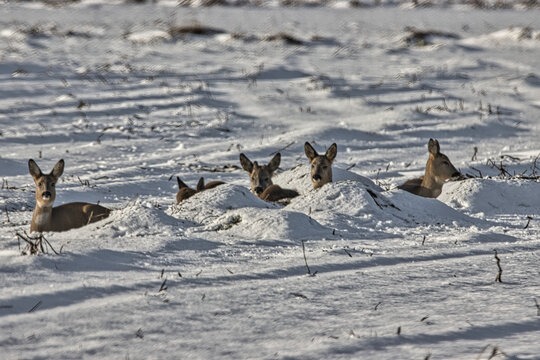 Rehe im Winter auf schneebedecktem Feld