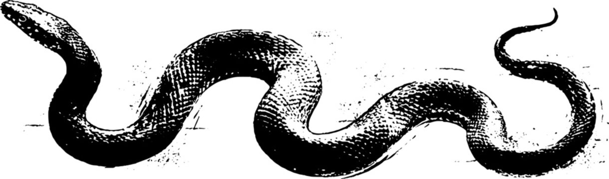 Serpent and dagger in high contrast ink art - black and white vintage illustration for tattoo design