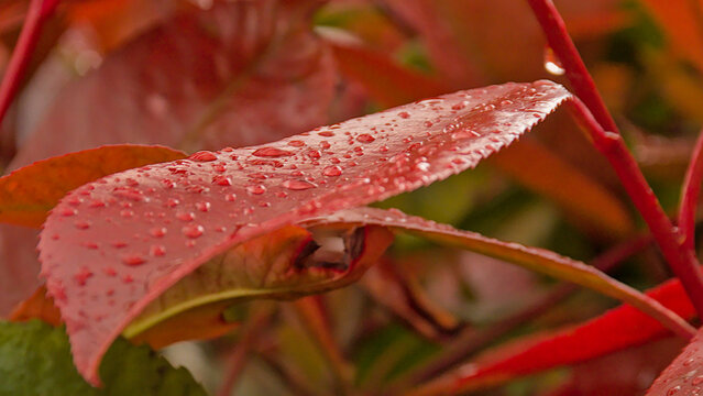 Red leaf of mountain doghobble with raindrops - Leucothoe fontanesiana