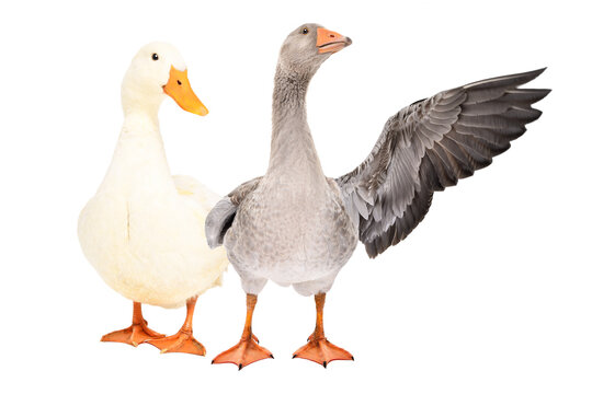 Duck and goose standing together isolated on white background