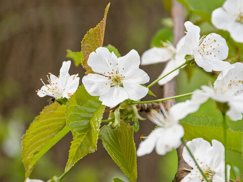  Wild cherry blossoms - prunus avium. 