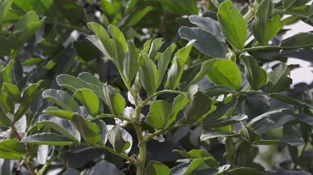 Close up of fava bean plant growing in sunlight with fresh green leaves and developing pods. High quality 4k footage