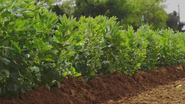 Green fava bean plants growing in cultivated soil under bright daylight in agricultural field. High quality 4k footage