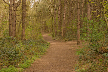 Winding hiking trail through a spring forest in Knokke, Flanders, Belgium 