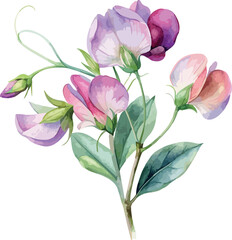 Fototapeta premium Delicate Sweet Pea Blossom Floral Watercolor Vector Illustration