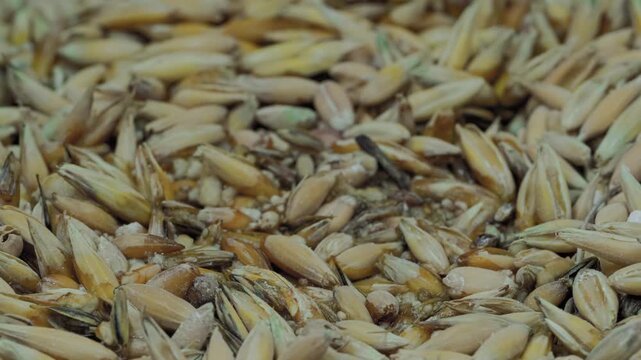 Timelapse - fresh microgreens oat and wheat grass growing: close up view, macro. Growth, spring, germination, natural, raw, healthy food and time lapse concept