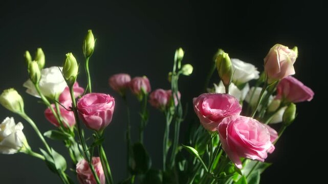 Beautiful bouquet of pink and white lisianthus flowers, also known as eustoma, swaying gently in the morning sun against a dark, dramatic background in a natural, elegant display. Beautiful flowers.