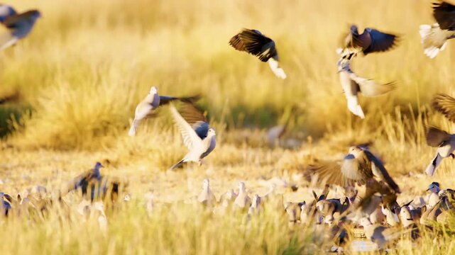 A flock of Eurasian collared dove gathered near a waterhole in Savanah of Botswana South Africa