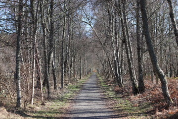Obraz premium Tree lined path in spring sunshine