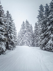 Fototapeta premium Enchanting Snow-Covered Forest Path Through Pine Trees with Falling Snowflakes in Swiss Alps