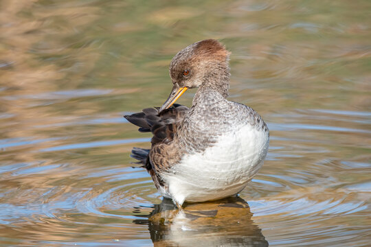 Female hooded merganser duck in the water