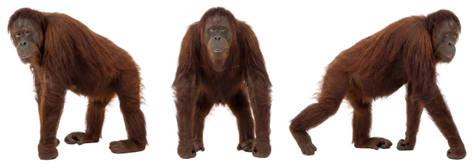 Orangutan isolated on transparent background © Trixy