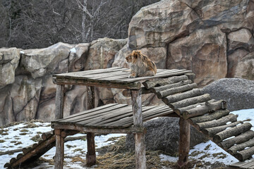 leon in the zoo © MPotapov