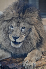 Naklejka premium lion in the zoo