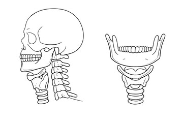 Detailed diagram showing human skull and jaw structure from the side © Alan
