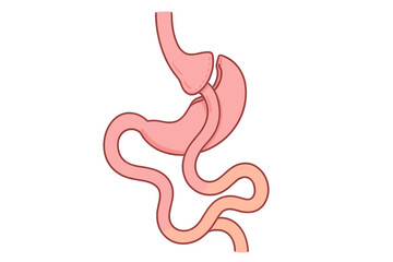 Fototapeta premium Diagram shows human digestive system with stomach and intestines in a