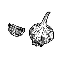 garlic vector illustration