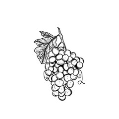 grapes vector illustration