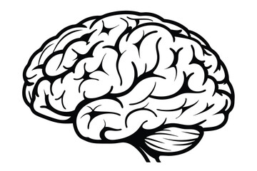 The brain is drawn in black and white showing detail and structure