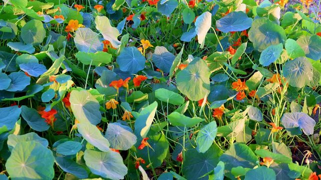 Bright orange Nasturtiums flowers and leaves sway gently among large, round green leaves. The warm afternoon light creates a vibrant, lush, and energetic garden atmosphere.