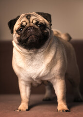 pug dog portrait