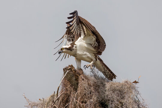 Osprey landing in nest of Spanish Moss