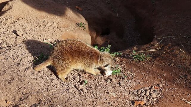 Meerkat, lat. Suricata suricatta sitting on a stone and having dinner with a tasty mouse