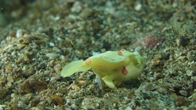 Painted Frogfish Moving Across Sandy Seabed