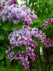 Fototapeta premium Blue lilac cultivar in a botanical garden close up