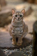 Obraz premium Young Sri Lankan cat kept in captivity inside a zoo pavilion.