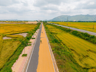 Naklejka premium Aerial view of rice harvest season in vietnam's lush countryside