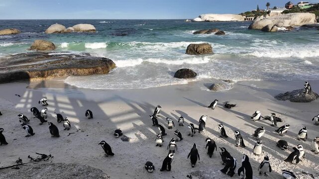 Simon's Town western Cape South Africa. 06.02.2026. Video. A large group of black and white penguins congregates on a sandy and rocky beach, with the deep blue sea and a dramatic sky overhead