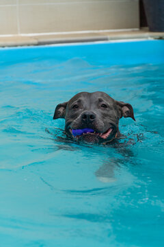 American Pit Bull Terrier in the pool. Blue nose. Adult dog swimming.