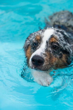 Miniature American Shepherd puppy in the pool. Blue merle with heterochromia. 1 year old and swimming.
