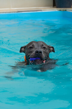 American Pit Bull Terrier in the pool. Blue nose. Adult dog swimming.
