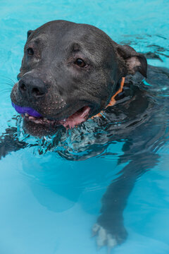 American Pit Bull Terrier in the pool. Blue nose. Adult dog swimming.