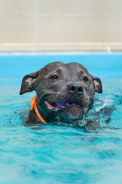 American Pit Bull Terrier in the pool. Blue nose. Adult dog swimming.