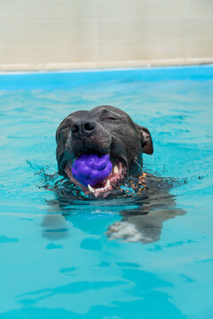 American Pit Bull Terrier in the pool. Blue nose. Adult dog swimming.