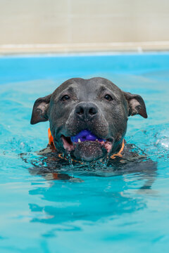 American Pit Bull Terrier in the pool. Blue nose. Adult dog swimming.