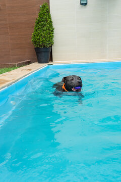 American Pit Bull Terrier in the pool. Blue nose. Adult dog swimming.