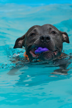 American Pit Bull Terrier in the pool. Blue nose. Adult dog swimming.