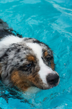 Miniature American Shepherd puppy in the pool. Blue merle with heterochromia. 1 year old and swimming.