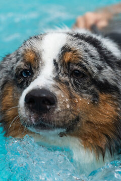 Miniature American Shepherd puppy in the pool. Blue merle with heterochromia. 1 year old and swimming.