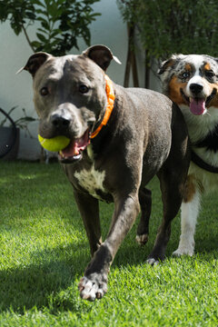 American Pit Bull Terrier and Miniature American Shepherd dogs playing in the grassy garden. Blue nose and Blue Merle. Sunny day