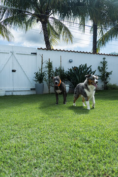 American Pit Bull Terrier and Miniature American Shepherd dogs playing in the grassy garden. Blue nose and Blue Merle. Sunny day
