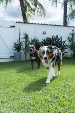 American Pit Bull Terrier and Miniature American Shepherd dogs playing in the grassy garden. Blue nose and Blue Merle. Sunny day