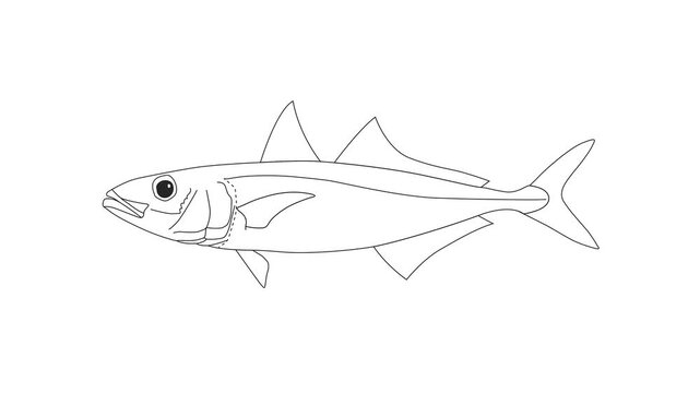 Fish line drawing reveal animation on white background, clean outline illustration educational marine biology style 4K video