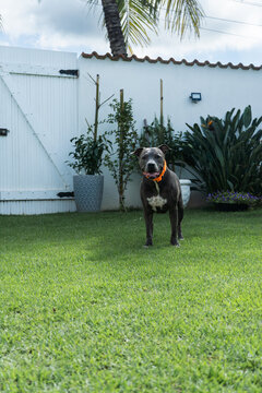 American Pit Bull Terrier and Miniature American Shepherd dogs playing in the grassy garden. Blue nose and Blue Merle. Sunny day