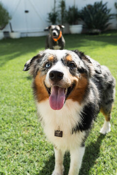American Pit Bull Terrier and Miniature American Shepherd dogs playing in the grassy garden. Blue nose and Blue Merle. Sunny day