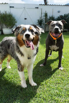 American Pit Bull Terrier and Miniature American Shepherd dogs playing in the grassy garden. Blue nose and Blue Merle. Sunny day